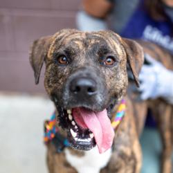 Shelter Stray Male Dog last seen Near Rockbridge Rd. Lithonia, 30058, 30058, GA, 3280 Chamblee Dunwoody Rd, Chamblee, GA 30341, USA