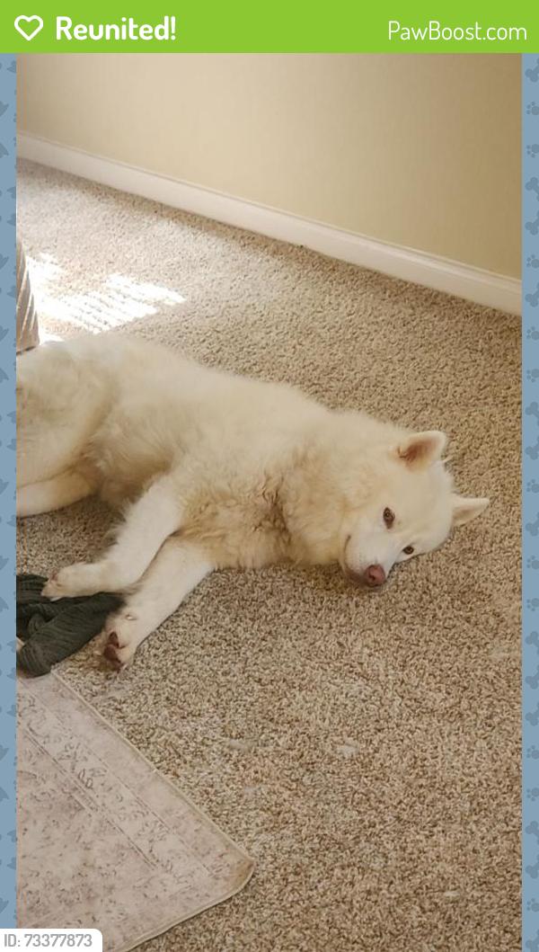 Reunited Male Dog last seen Linkwood Ct and Bluebonnet Ave near Brewbackers grill, Baton Rouge, LA 70810