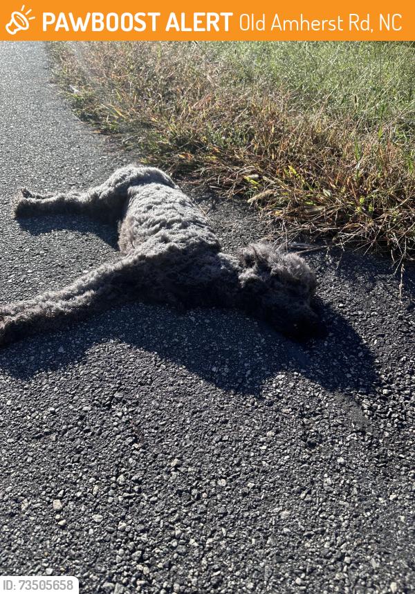 Found/Stray Unknown Dog last seen in a cut off, Old Amherst Rd, NC 28619