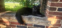 Reunited Female Cat last seen Winslow Road, Shaker Heights, OH 44122