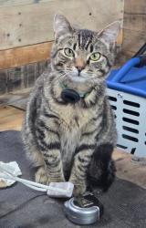 Reunited Male Cat last seen General Hamilton & General Mercer, Washington Crossing, PA 18977