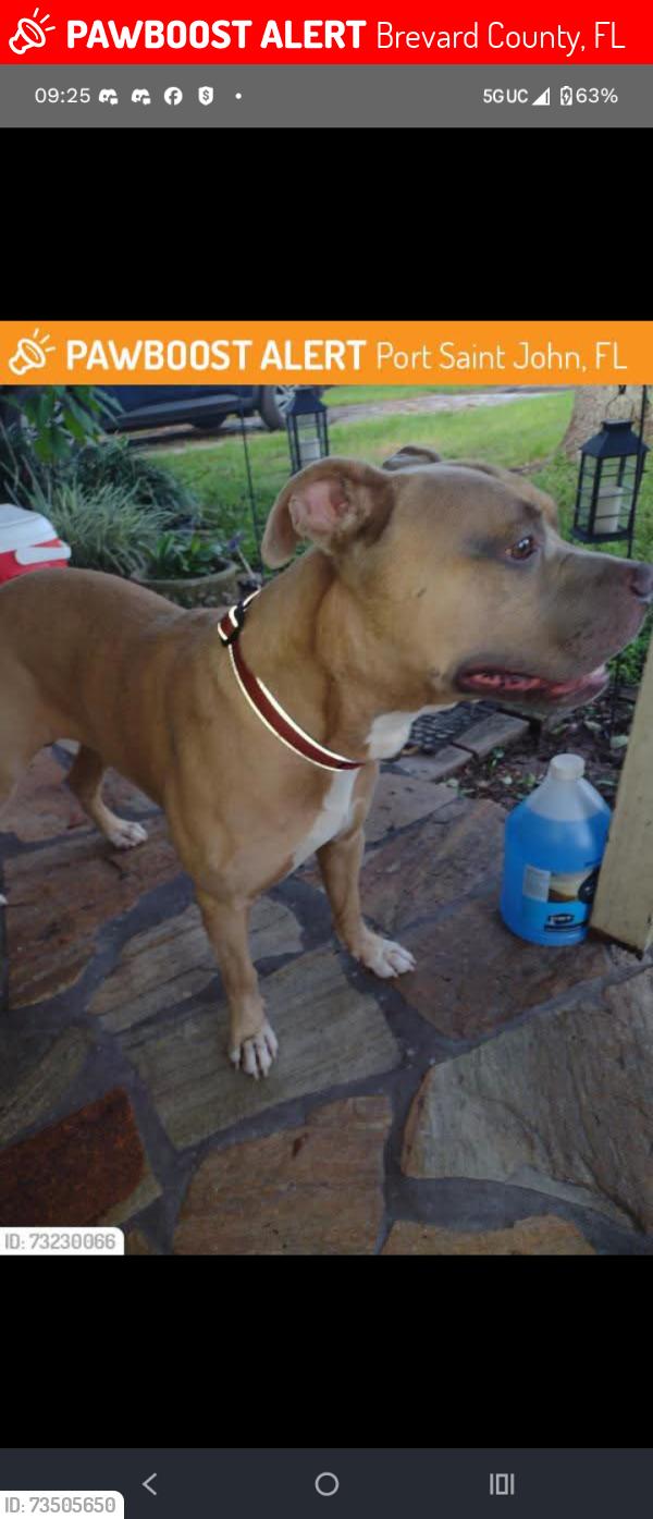 Lost Male Dog last seen Library, Brevard County, FL 32926