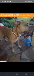 Lost Male Dog last seen Library, Brevard County, FL 32926