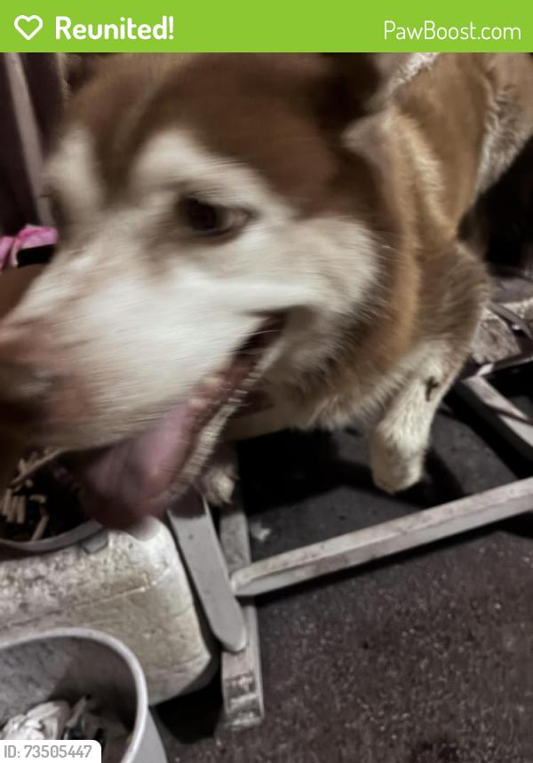 Reunited Female Dog last seen Harrow, Spring Hill, FL 34606