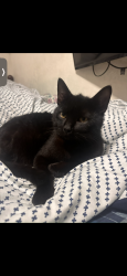 Lost Male Cat last seen El Toyon Park, National City, CA 91950