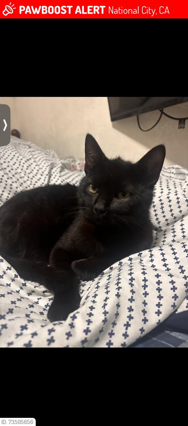 Lost Male Cat last seen El Toyon Park, National City, CA 91950