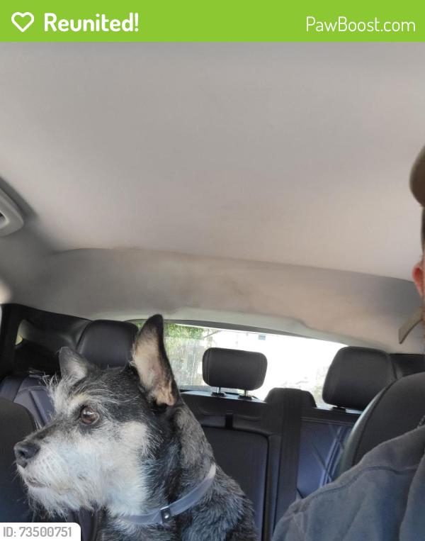 Reunited Female Dog last seen Raymond ave / Mountain St, Pasadena, CA 91103