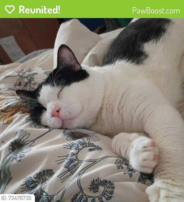 Reunited Male Cat last seen Far West, Austin, TX 78731