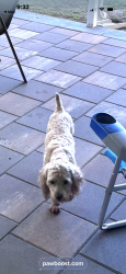 Found/Stray Unknown Dog last seen Adela st, Pasco County, FL 33523