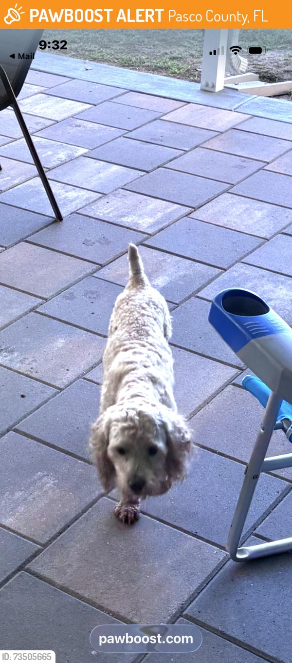 Found/Stray Unknown Dog last seen Adela st, Pasco County, FL 33523