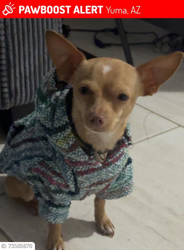 Lost Male Dog last seen S 6th Ave Yuma Az 85364, Yuma, AZ 85364