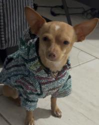 Lost Male Dog last seen S 6th Ave Yuma Az 85364, Yuma, AZ 85364