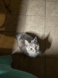 Reunited Female Cat last seen Bell Ave, Noblestown Rd, Carnegie, PA 15106
