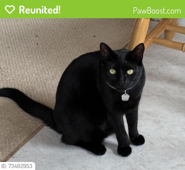 Reunited Female Cat last seen Anjni Circle, Corvallis, OR 97330