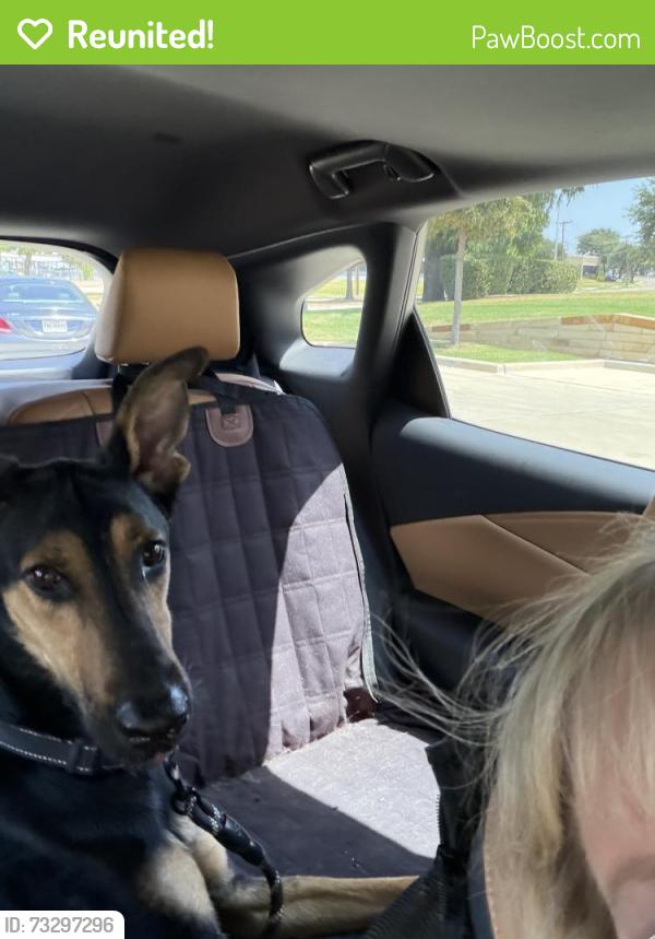 Reunited Male Dog last seen Parker & Custer, Plano, TX 75075