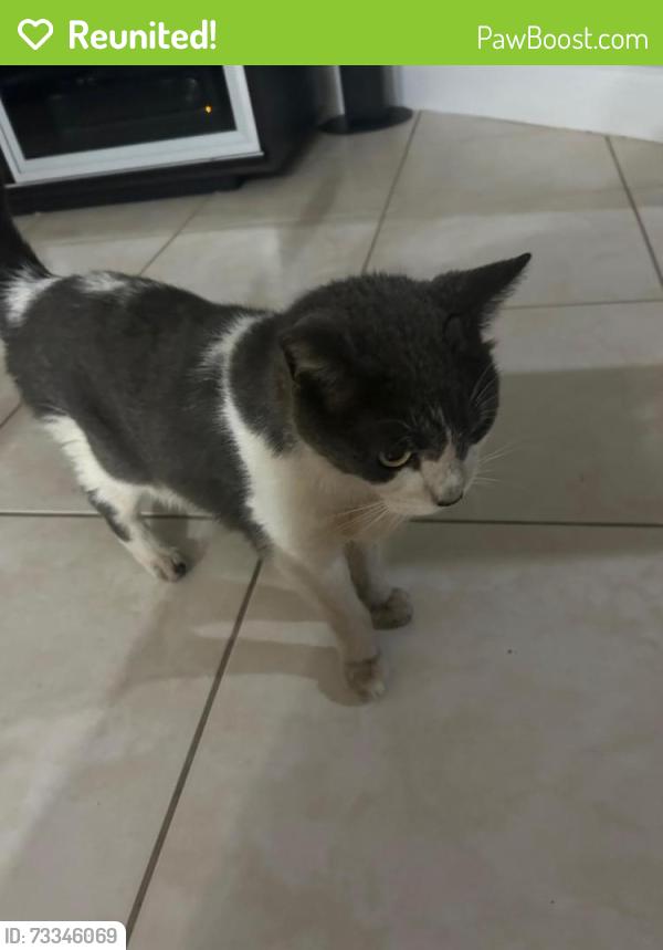 Reunited Male Cat last seen Near NW 163 Terrace, Miami Lakes, FL 33016