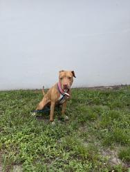 Found/Stray Female Dog last seen Near nw 83rd street, Miami, FL 33147