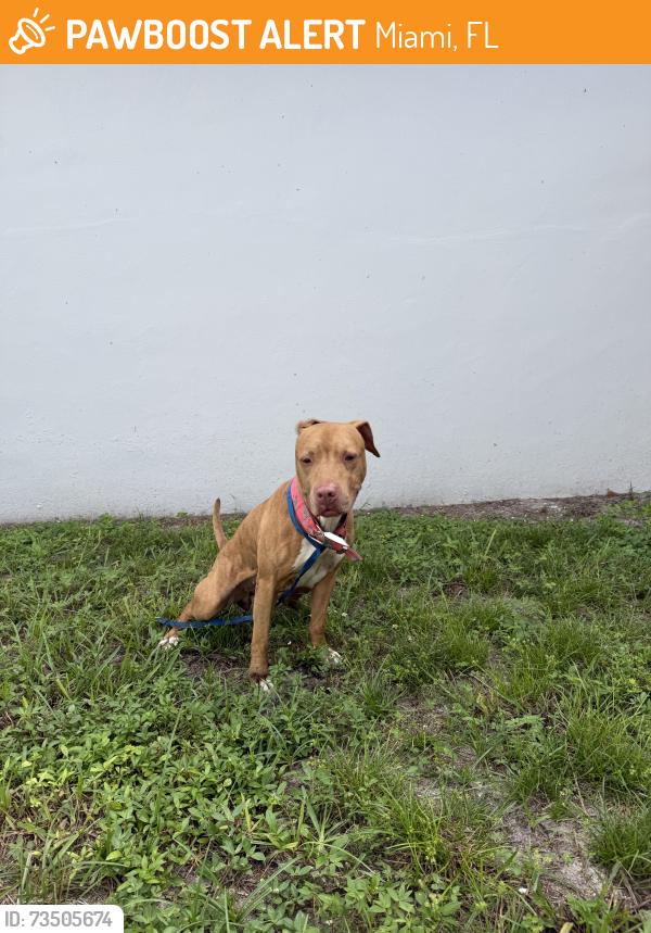 Found/Stray Female Dog last seen Near nw 83rd street, Miami, FL 33147