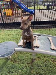 Found/Stray Female Dog last seen Reidville rd, Spartanburg, SC 29301