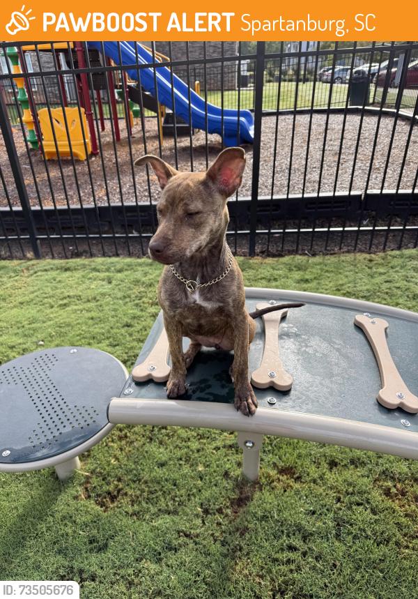 Found/Stray Female Dog last seen Reidville rd, Spartanburg, SC 29301