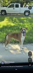 Reunited Female Dog last seen Park, Fort Worth, TX 76108