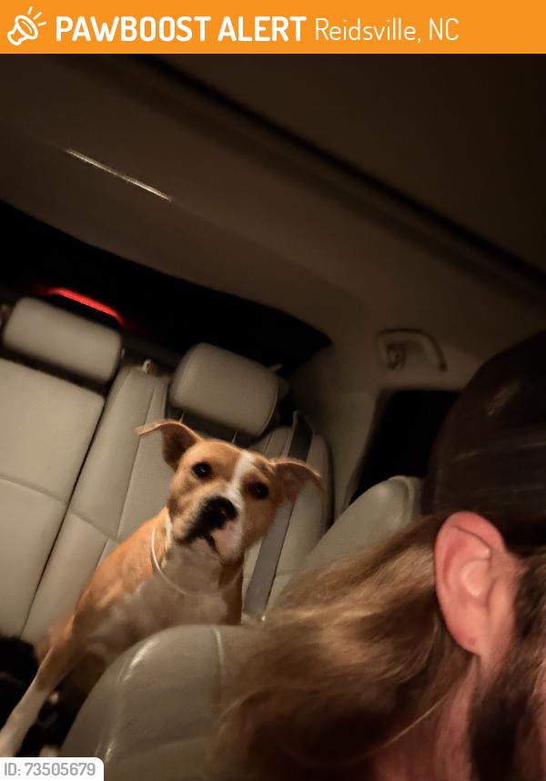 Found/Stray Female Dog last seen Found in the road, Reidsville, NC 27320