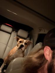 Found/Stray Female Dog last seen Found in the road, Reidsville, NC 27320