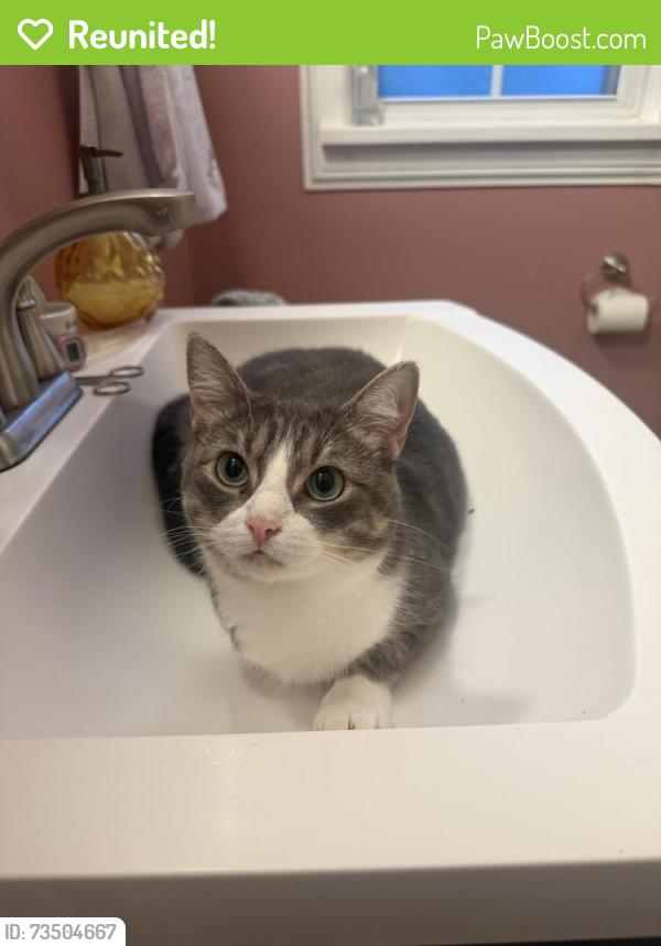 Reunited Female Cat last seen Haverford and Kessler, Indianapolis, IN 46220