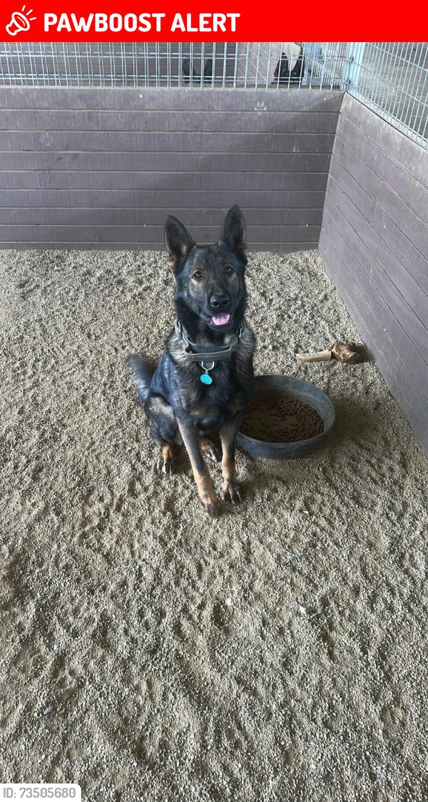Lost Male Dog last seen ortega hwy, San Juan Capistrano, CA 92675