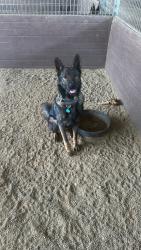 Lost Male Dog last seen ortega hwy, San Juan Capistrano, CA 92675