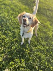 Reunited Female Dog last seen Near Farmland ct Kaukauna, Noblesville, IN 46060