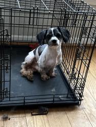 Reunited Male Dog last seen Roberta crossing dr, Concord, NC 28027