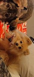 Reunited Male Dog last seen Near S Broadway Ave, Boise, ID 83706, USA, Boise, ID 83706
