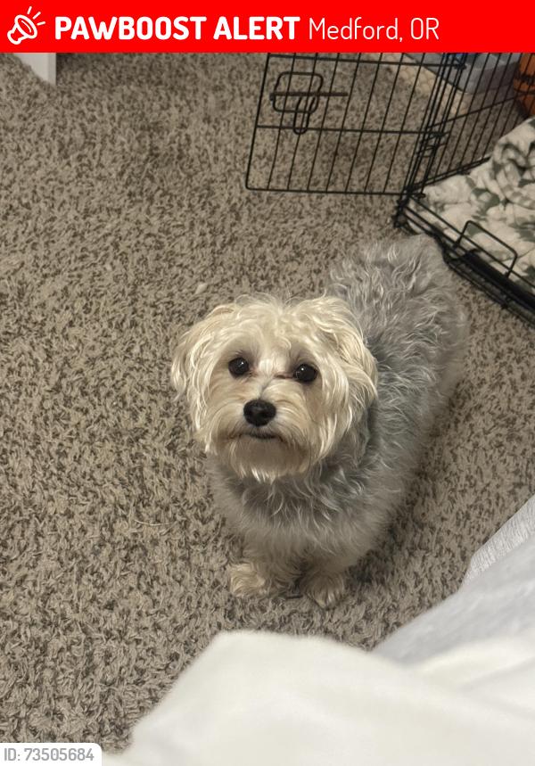 Lost Male Dog last seen Ross ln, Medford, OR 97504