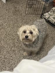Lost Male Dog last seen Ross ln, Medford, OR 97504