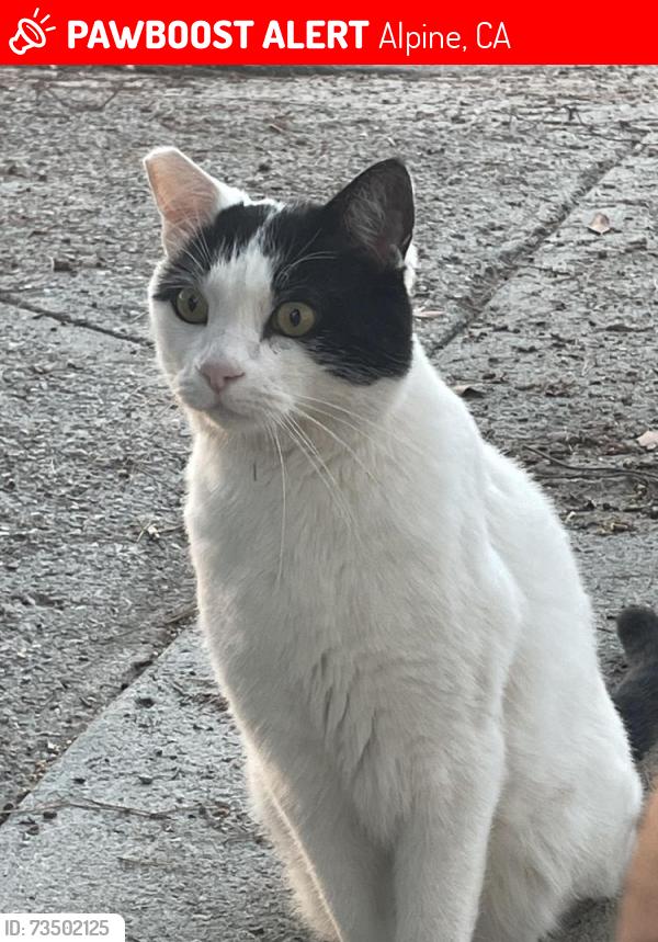 Lost Male Cat last seen Old truck in corral 2 miles south on Japatul Valley rd., Alpine, CA 91901