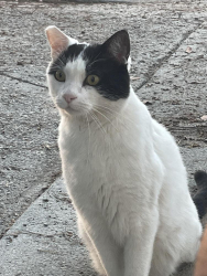 Lost Male Cat last seen Old truck in corral 2 miles south on Japatul Valley rd., Alpine, CA 91901