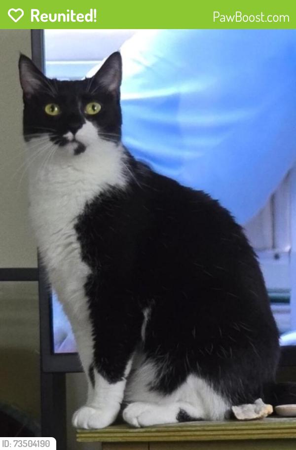 Reunited Female Cat last seen Branch street and Pheasant lane, Middleton, WI 53562