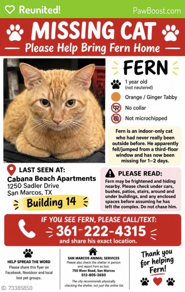 Reunited Male Cat last seen Sadler Drive, San Marcos, TX 78666