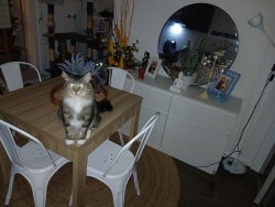 Lost  Cat last seen 37a Hughes Crescent, Dandenong North VIC, Australia, Dandenong North, VIC 3175