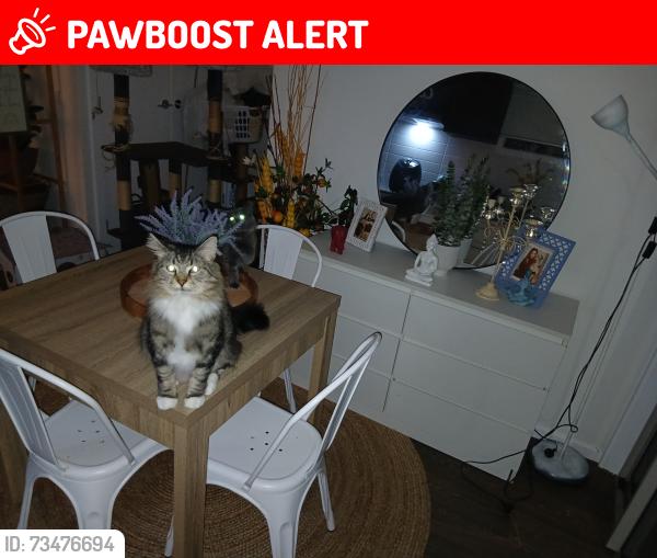 Lost  Cat last seen 37a Hughes Crescent, Dandenong North VIC, Australia, Dandenong North, VIC 3175