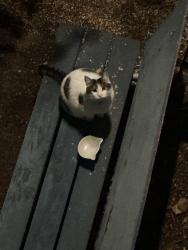 Found/Stray Unknown Cat last seen Seems to keep coming back to the garden. I think someone is feeding the round boi/goirl, Bremerton, WA 98312