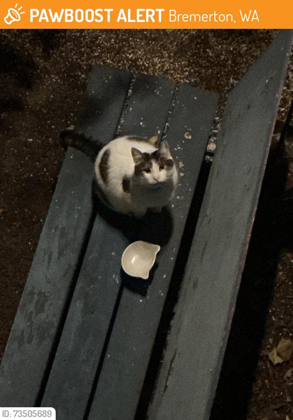 Found/Stray Unknown Cat last seen Seems to keep coming back to the garden. I think someone is feeding the round boi/goirl, Bremerton, WA 98312