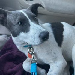 Shelter Stray Male Dog last seen , 328 Furman Hall Rd, Greenville, SC 29609, USA