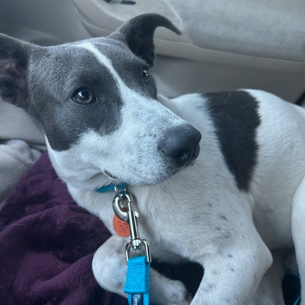 Shelter Stray Male Dog last seen , 328 Furman Hall Rd, Greenville, SC 29609, USA