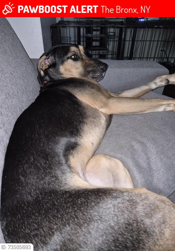 Lost Female Dog last seen Harrod Ave &Westchester Ave, The Bronx, NY 10472