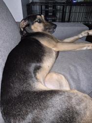 Lost Female Dog last seen Harrod Ave &Westchester Ave, The Bronx, NY 10472