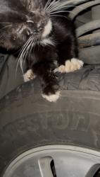 Found/Stray Unknown Cat last seen Strawberry Rd & Jaguar Circle neighborhood, Anchorage, AK 99502