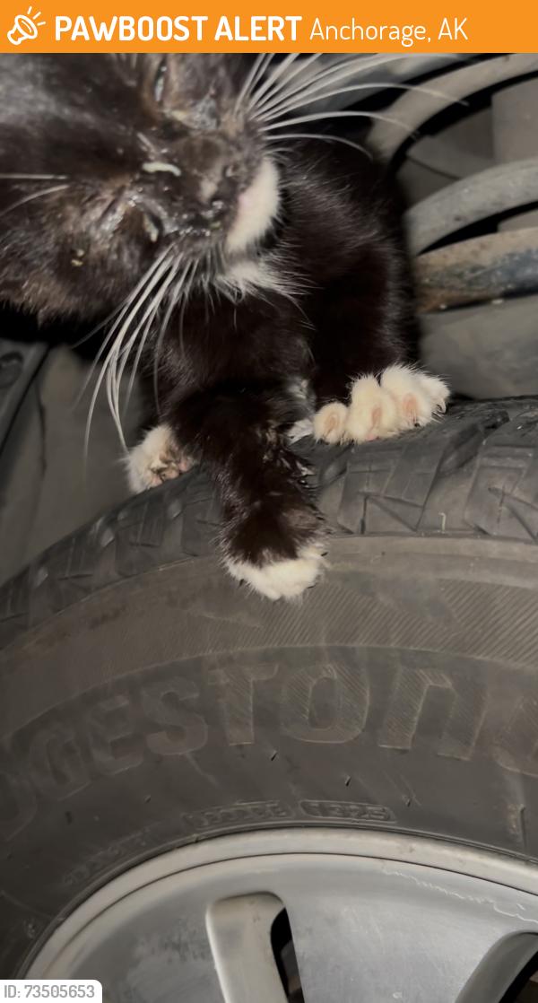 Found/Stray Unknown Cat last seen Strawberry Rd & Jaguar Circle neighborhood, Anchorage, AK 99502