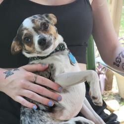 Lost Male Dog last seen Seventh st by the park, Statesville, NC 28677